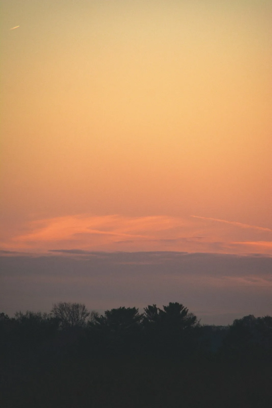 silhouette of trees under blue sky during daytime