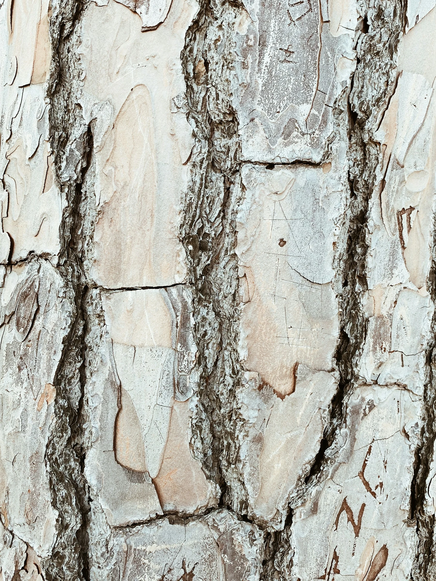 a close up of the bark of a tree